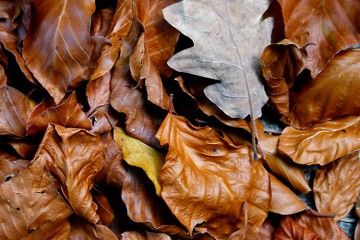 Homelifestyle-Magazine-La-Vall-de-Ribes-cazadores-de-setas-hojas-secas