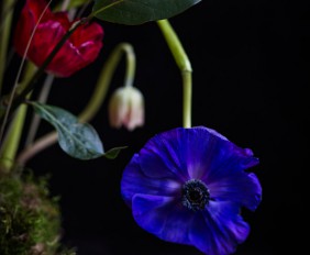 Fotografía-de-arte-floral-by-MariaAlgaraRegas-blue-flower