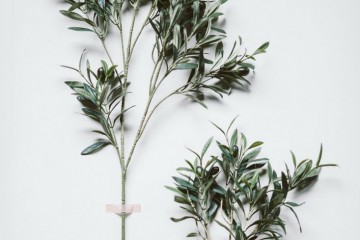 olive-branch-large-remodelista